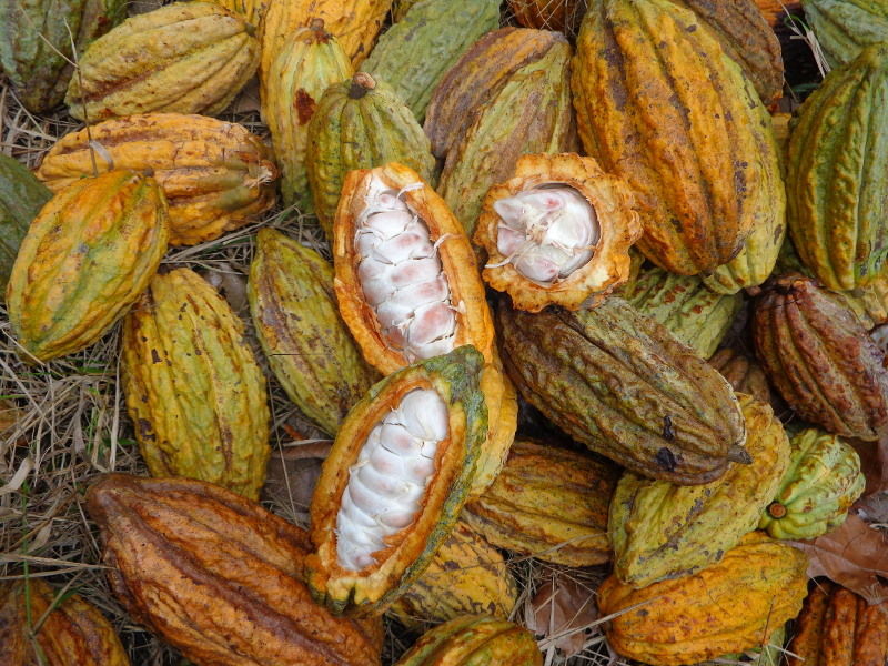Cacao arriba nacional